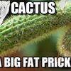 cactus6532
